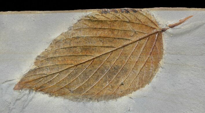 Fossil Hackberry Leaf - Montana #52236